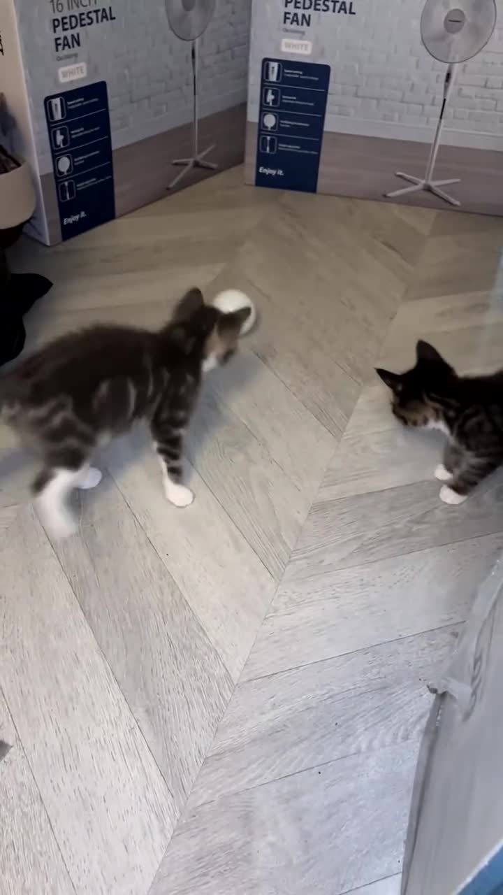 Mixed Breed cats for sale: 2 gorgeous kittens looking for their homes  - Video 1