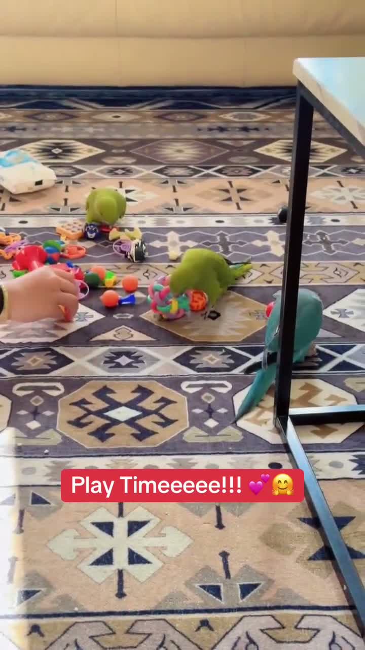 Mixed Breed birds for sale: Indian ringneck babies & Male Ducorp cockatoo  - Video 3