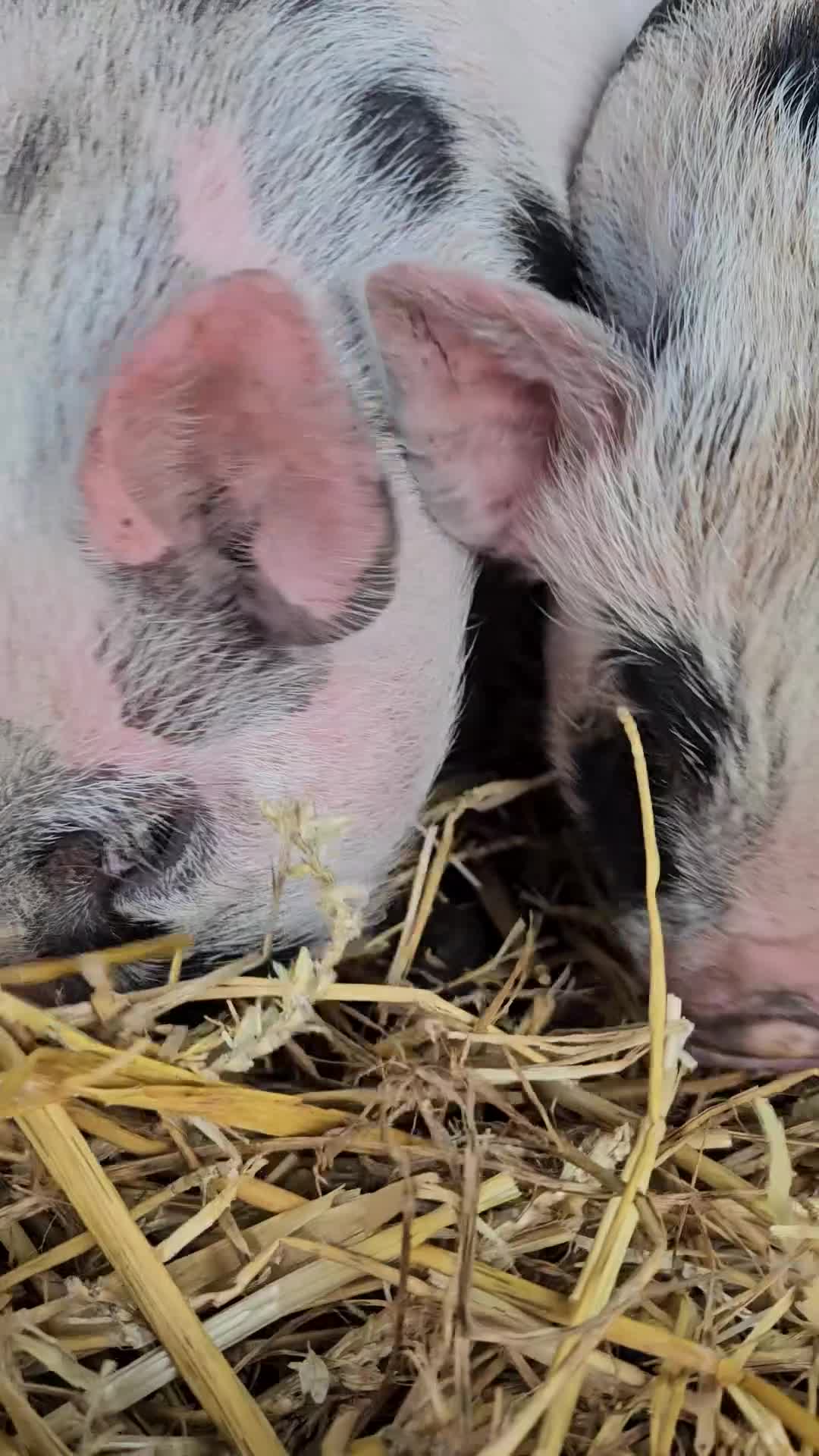Pig livestock for sale: Willowborough Mini Piglets (5 Ready Now) - Video 1