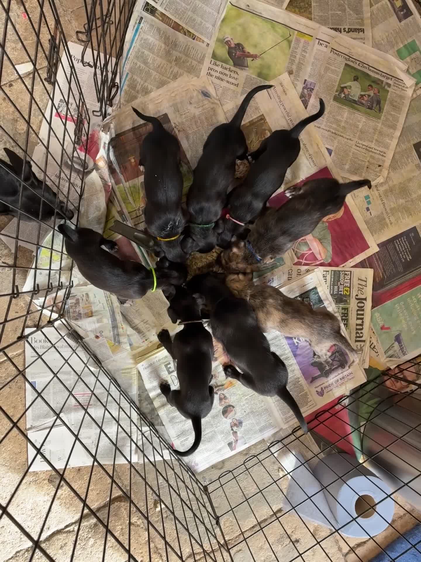 Mixed Breed dogs for sale: Bedlington Whippet Puppy - Video 1