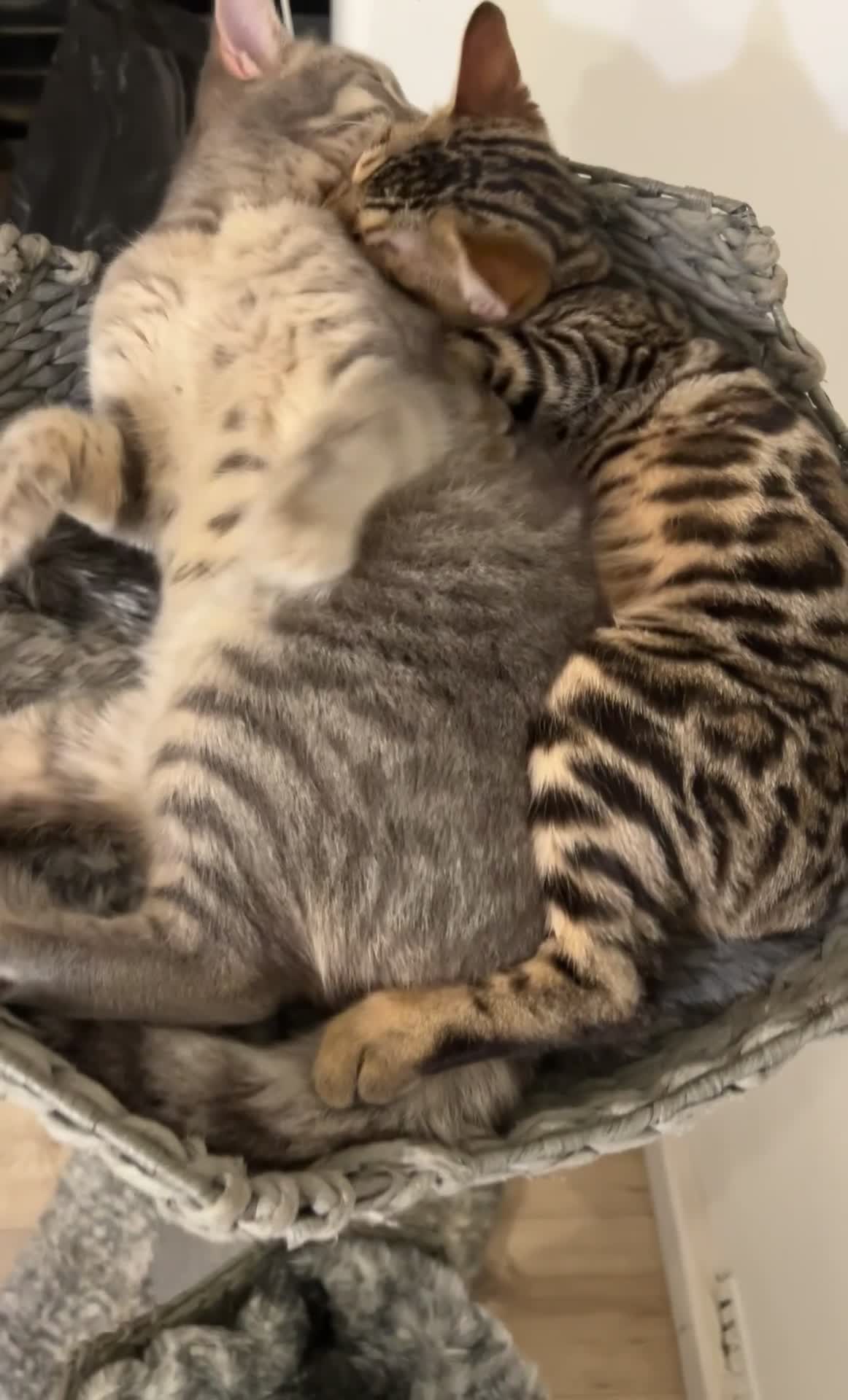 Bengal cats for sale: TICA stunning female Bengal  - Video 3