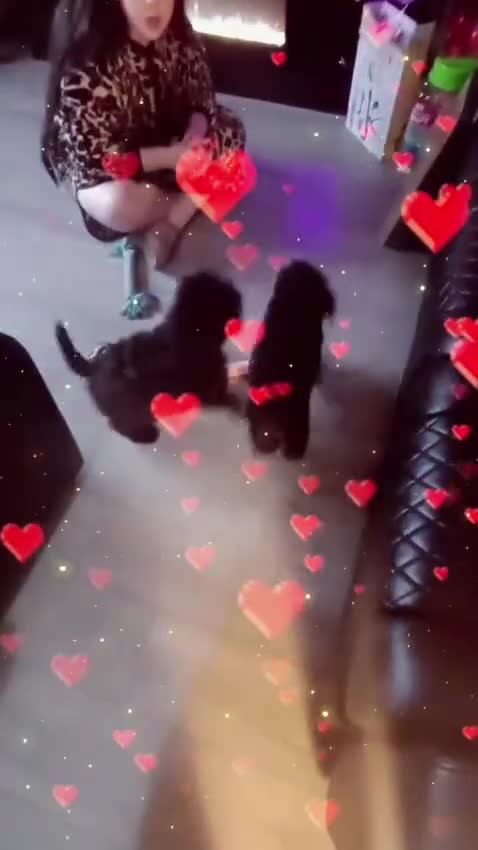 Cavapoo dogs for sale: Last 3 beautiful f1b Cavapoo - Video 4