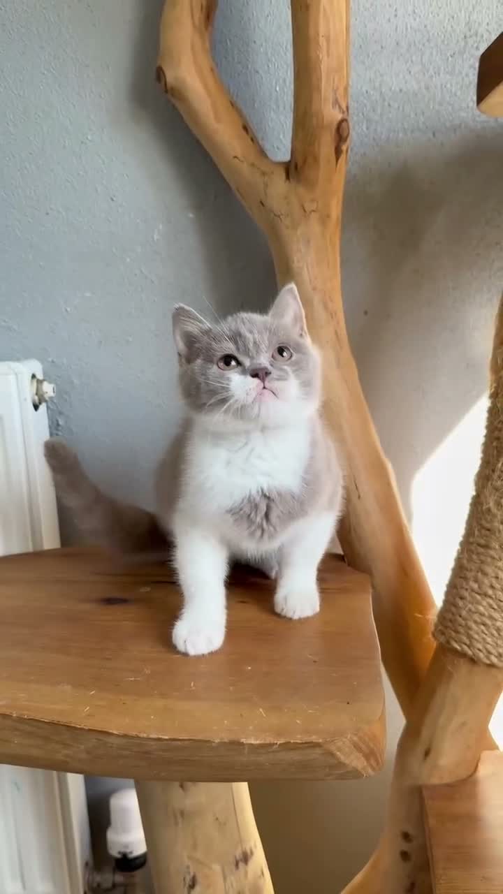 British Shorthair cats for sale: TICA British Shorthair  - Video 2