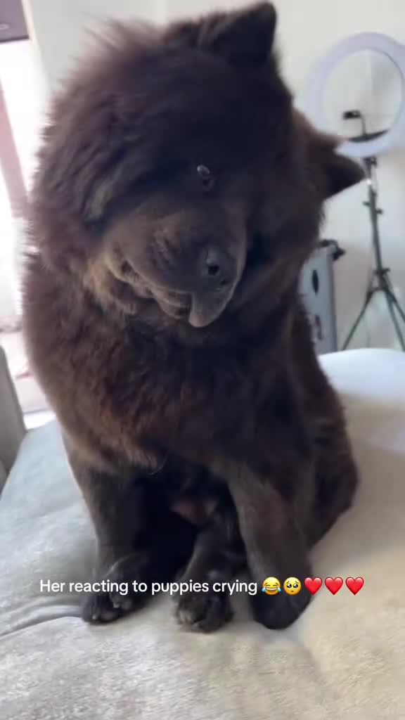 Chow Chow dogs for sale: Sweet Chow Chow – Experienced Owner Only - Video 2