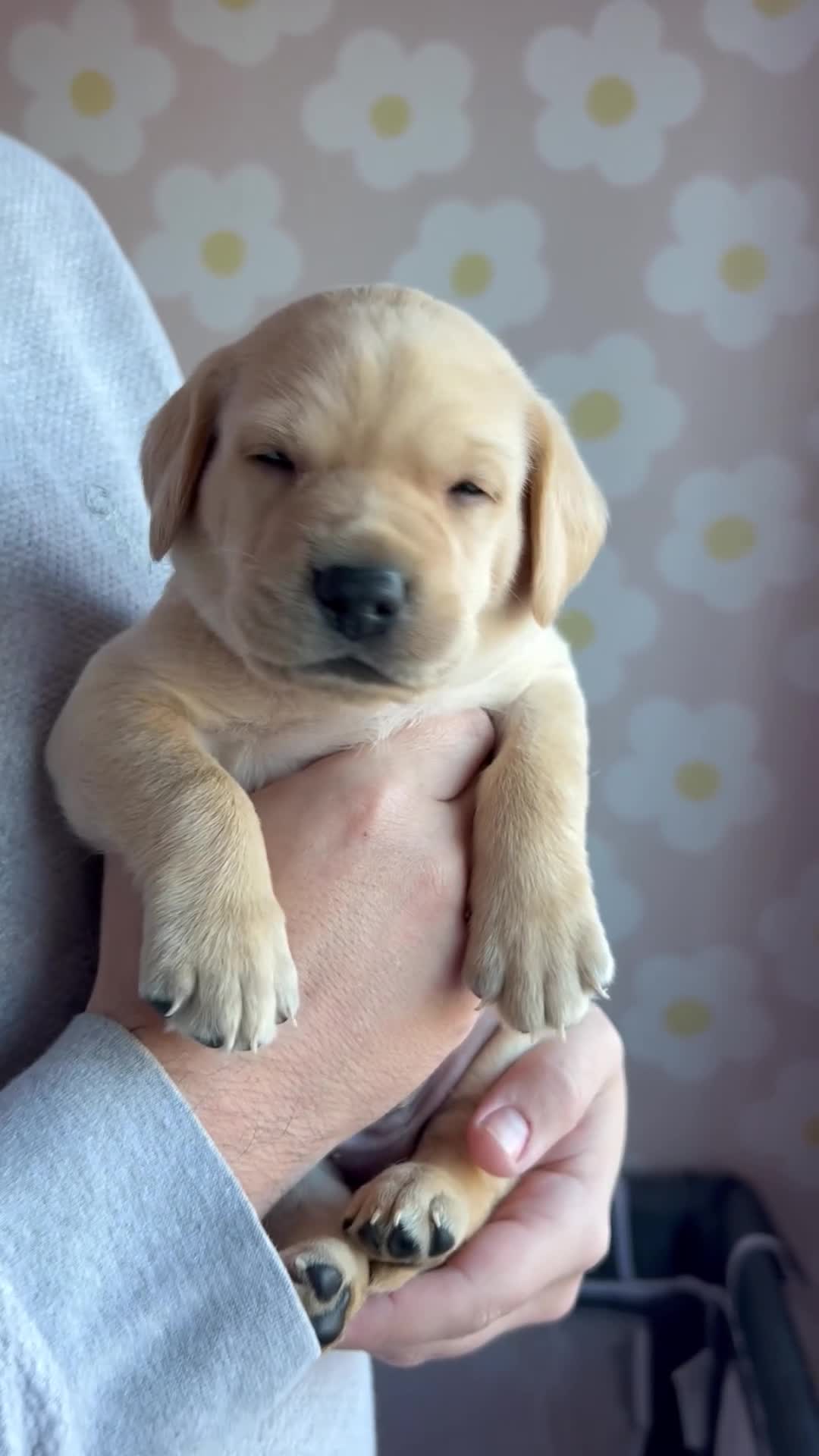 Labrador Retriever dogs for sale: 8 Beautiful Golden Labrador Puppies  - Video 5