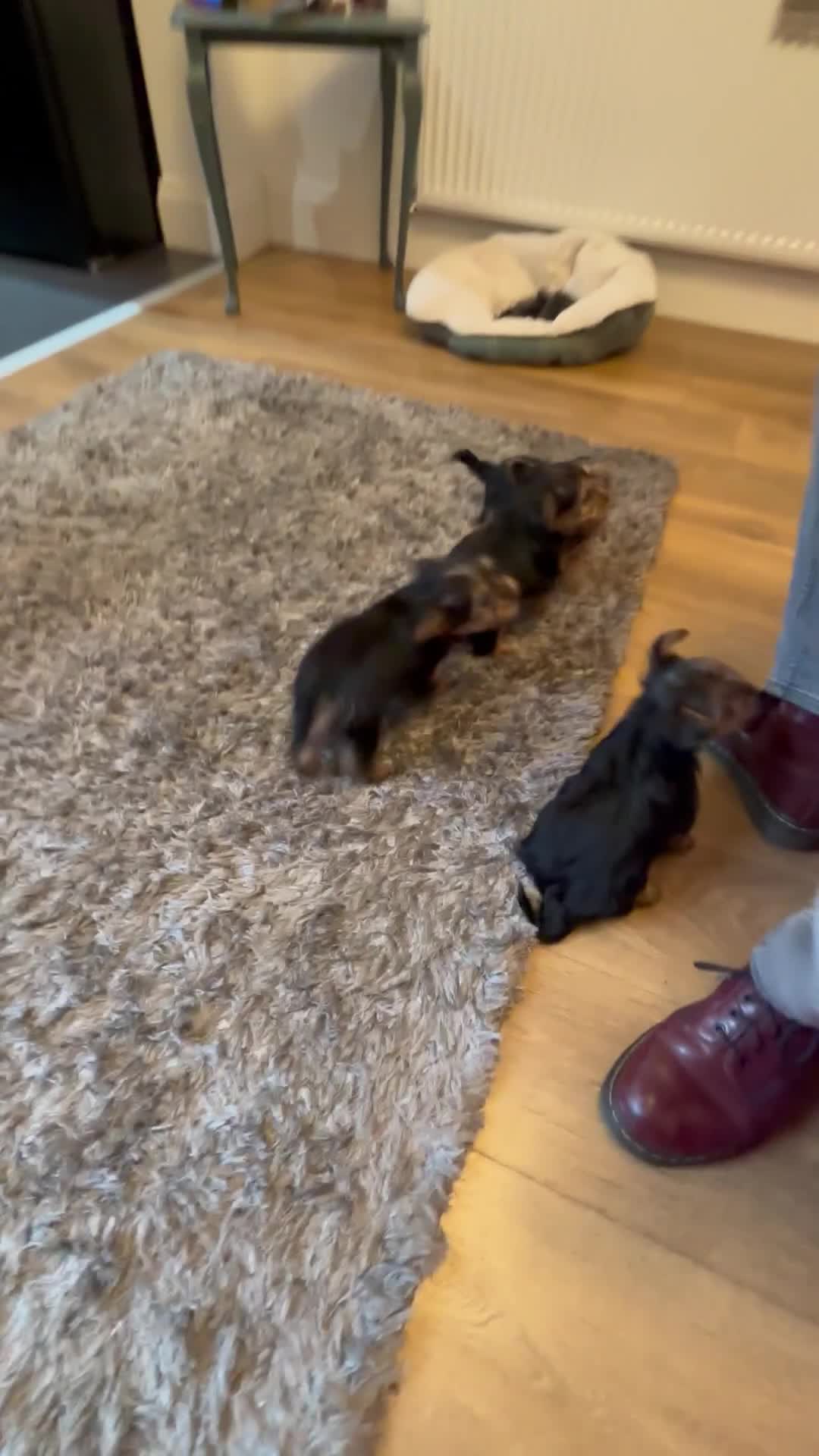 Yorkshire Terrier dogs for sale: Yorkshire Terrier Pups - Video 2