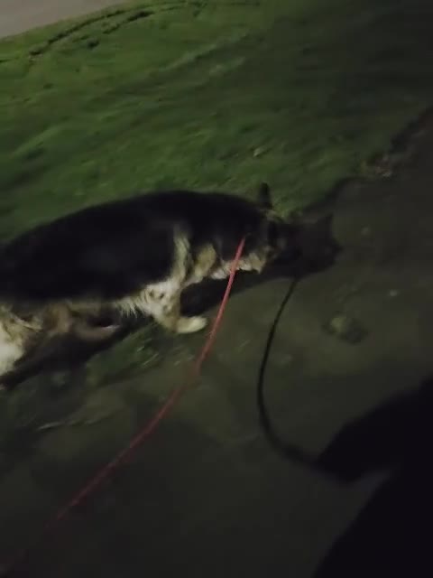 German Shepherd dogs for sale: Astra - Video 1