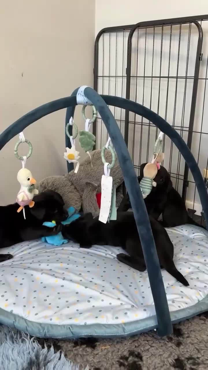 Labrador Retriever dogs for sale: Bitch puppy, extensively health tested parents - Video 1