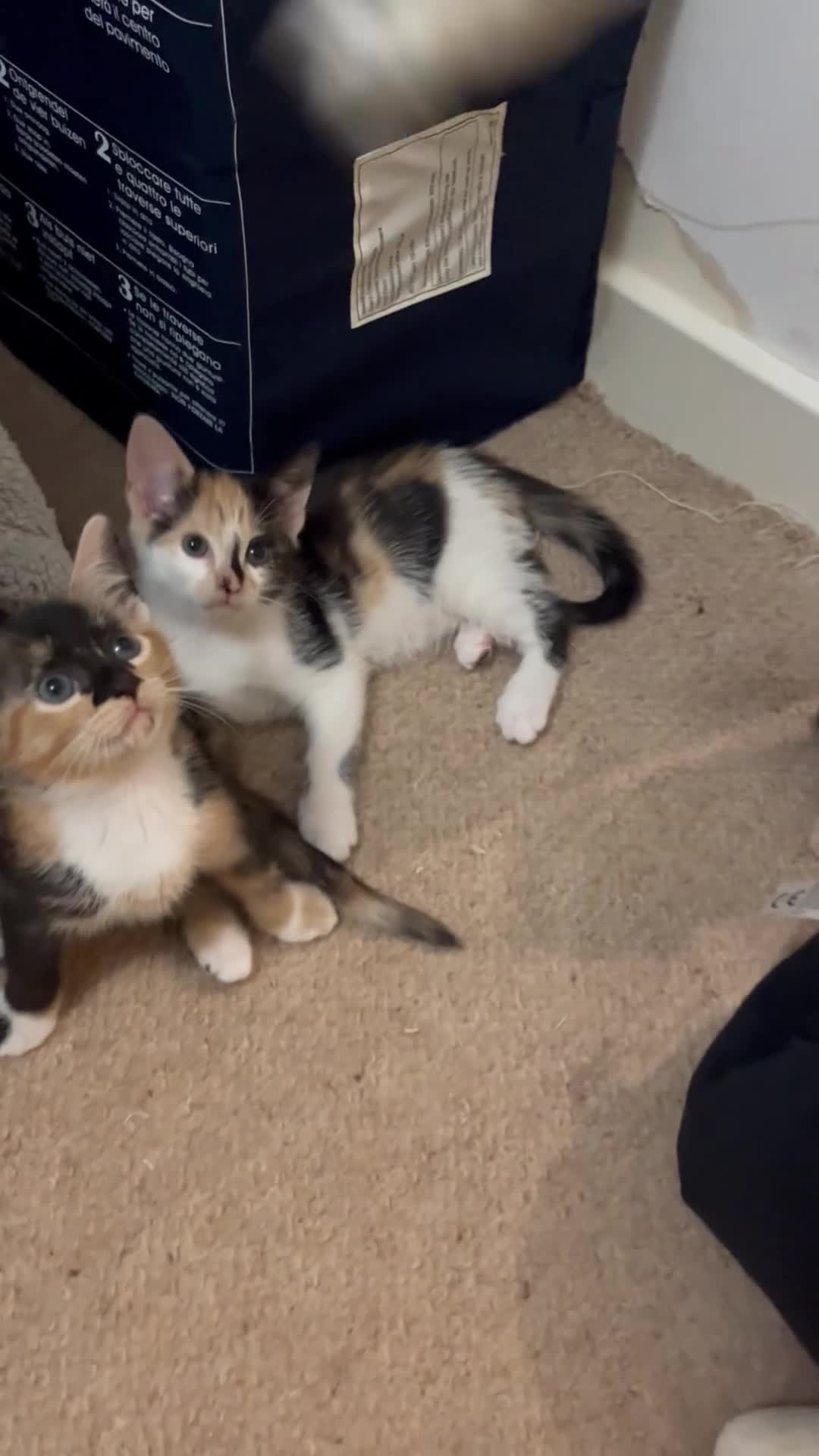 Mixed Breed cats for sale: 4 beautiful kittens looking for new homes  - Video 4