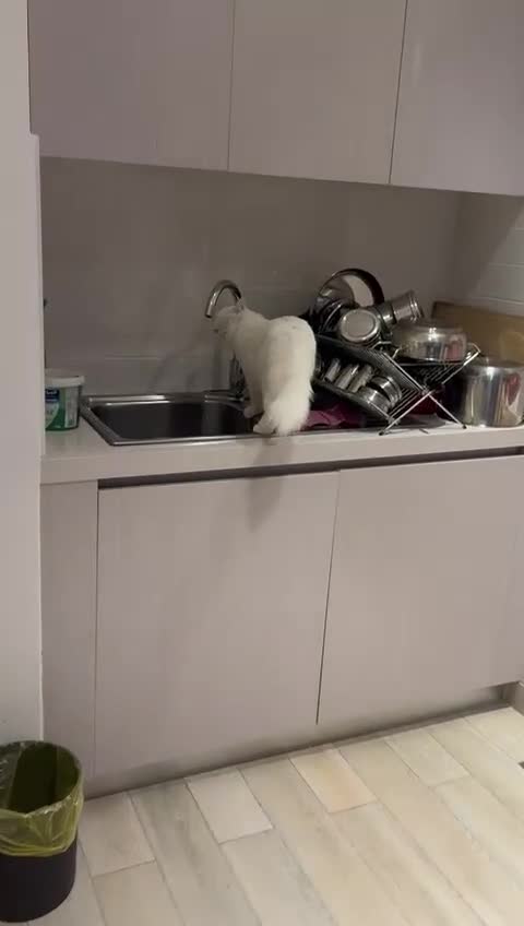 Mixed Breed cats for adoption: FLUFF - FUN AFFECTIONATE Happy MIX PERSIAN SPAYED - Video 2