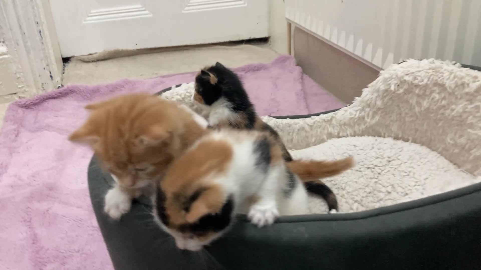 Mixed Breed cats for sale: 3 kittens - Video 1