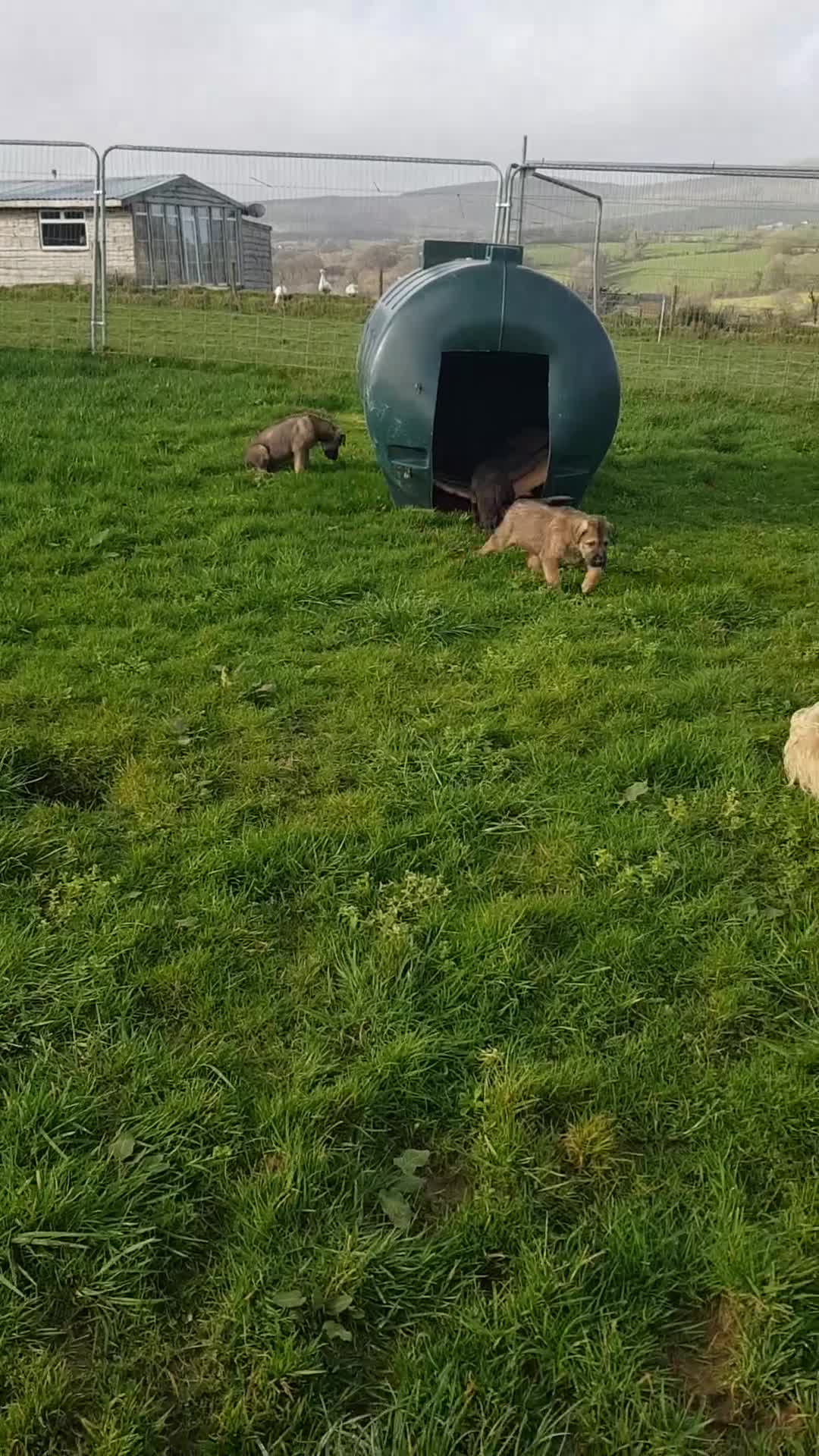 Irish Wolfhound dogs for sale: Exquisite KC registered Irish Wolfhound litter - Video 3