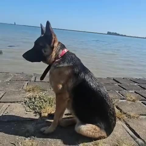 German Shepherd dogs for sale: Skye  - Video 1