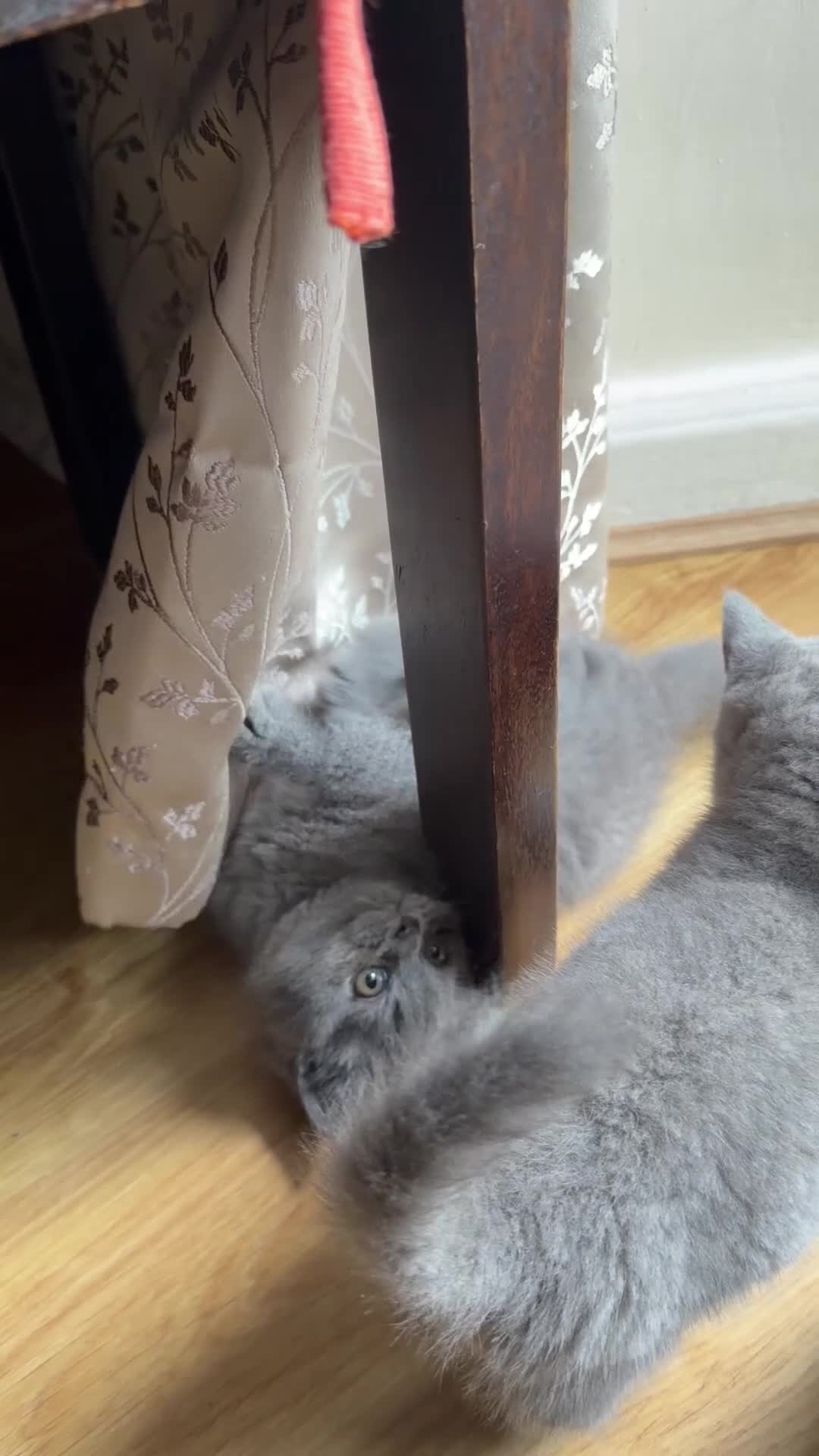 British Shorthair cats for sale:  Adorable kittenBlue British Shorthair  GCCF - Video 1