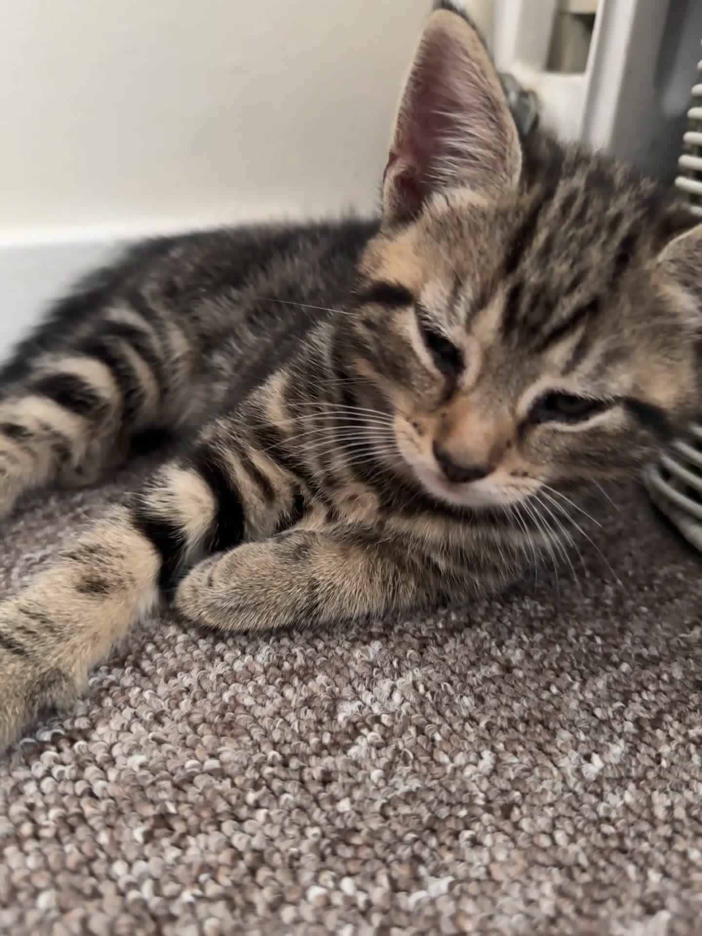 British Shorthair cats for sale: 2 boys one girl for sale  - Video 1
