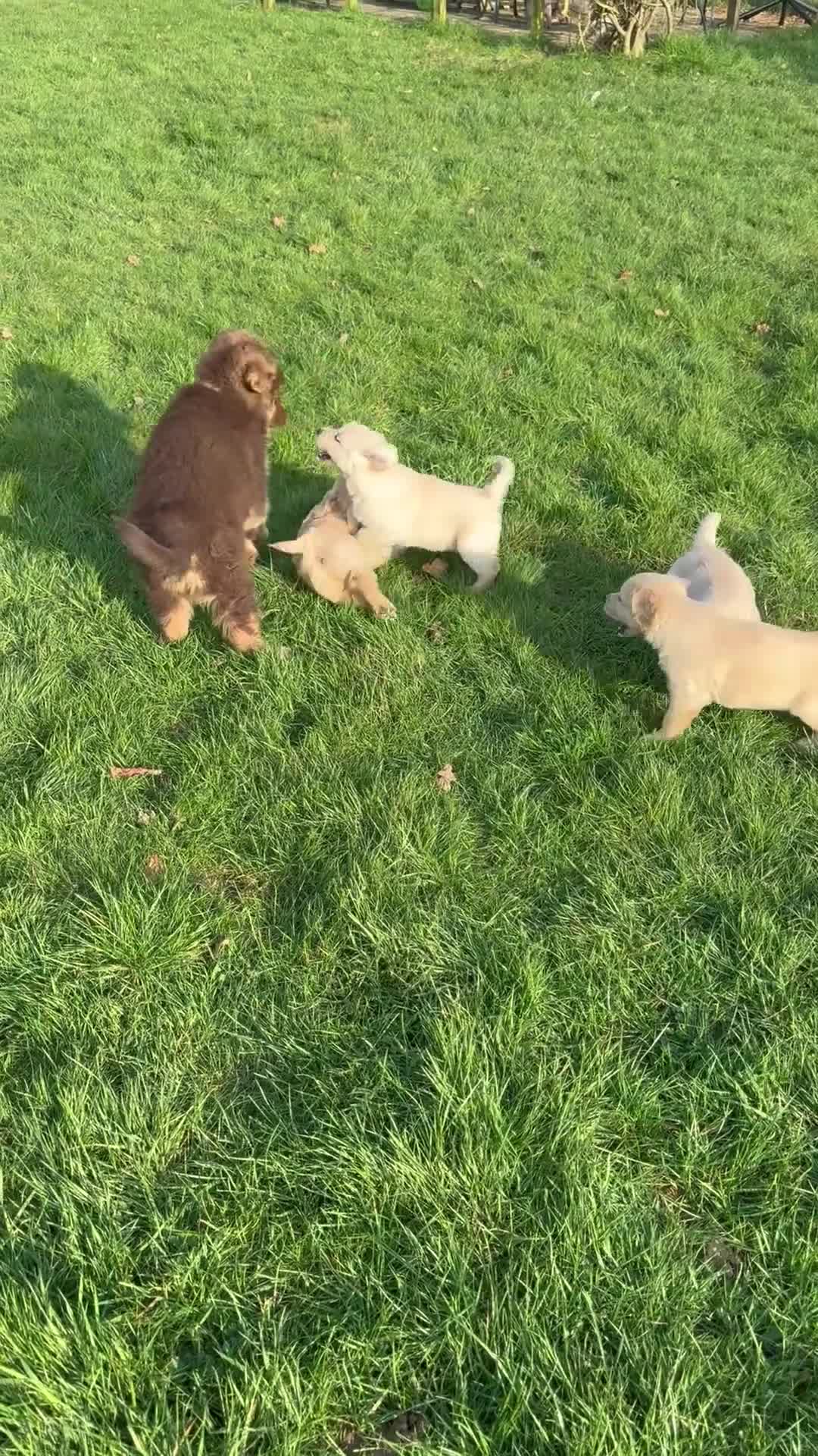 Golden Retriever dogs for sale: kc reg health tested parents - Video 1