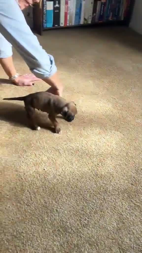 Boxer dogs for sale: Homebred Boxer Puppies - Video 1