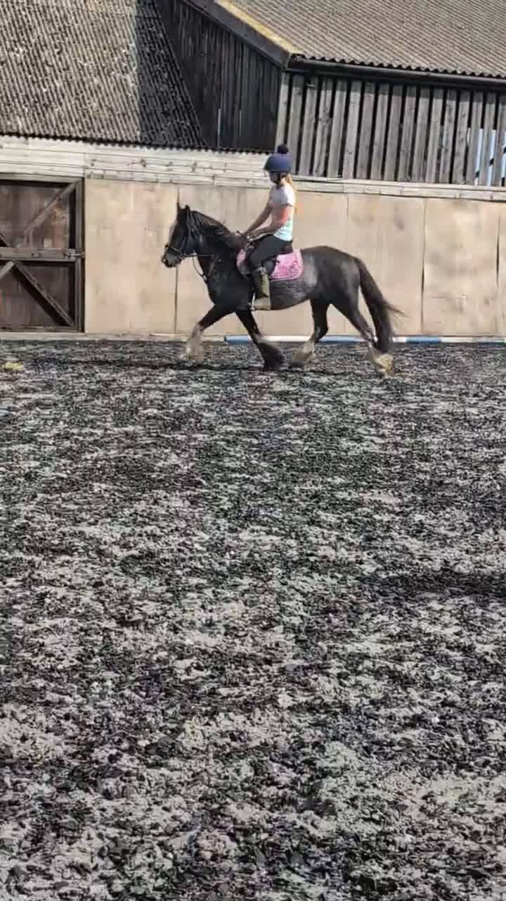 Welsh Section C horses for sale: Blagdon Welsh cob 14jh - Video 3