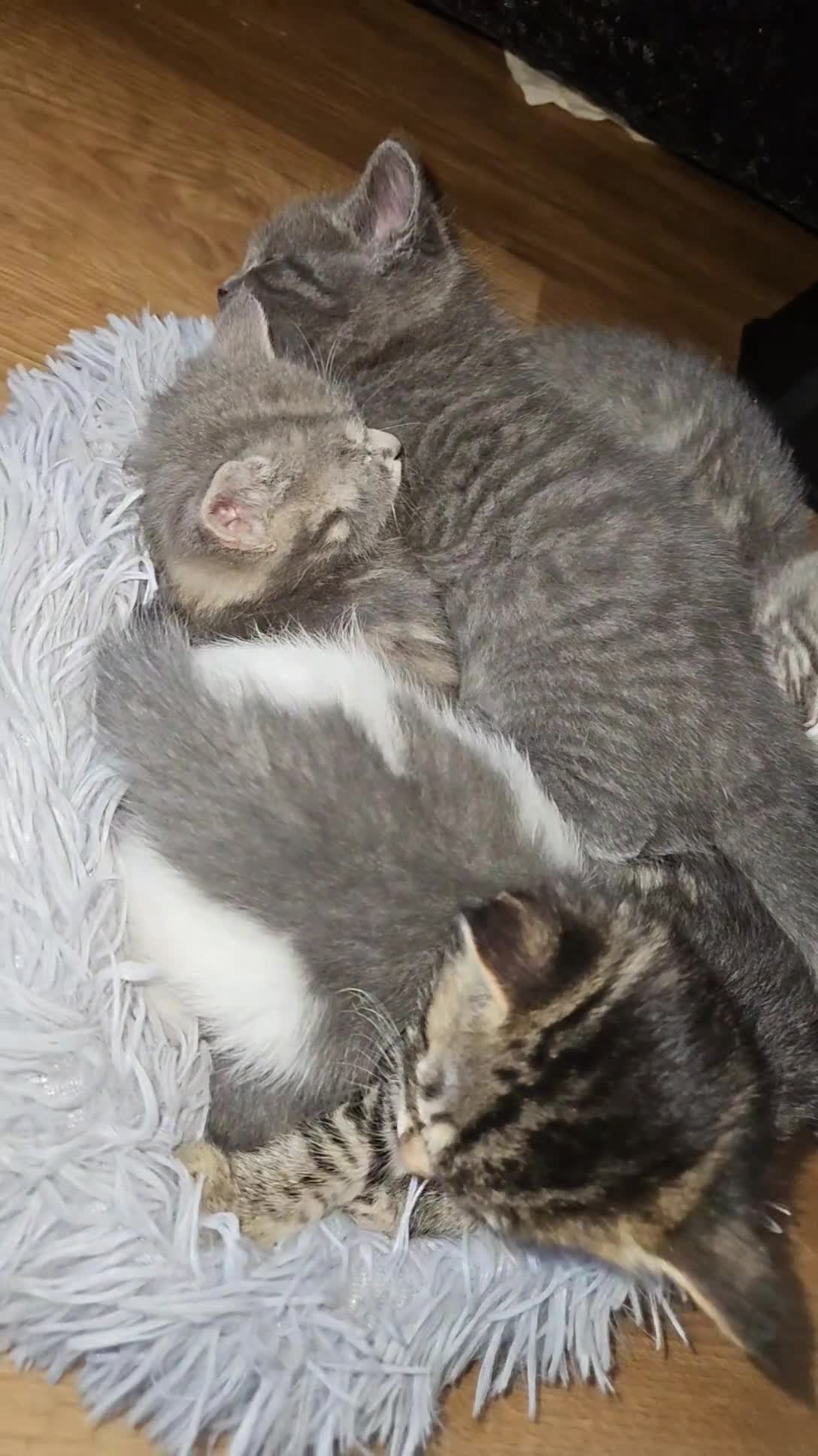 Mixed Breed cats for sale: Grey Kittens🐾🤍 - Video 1