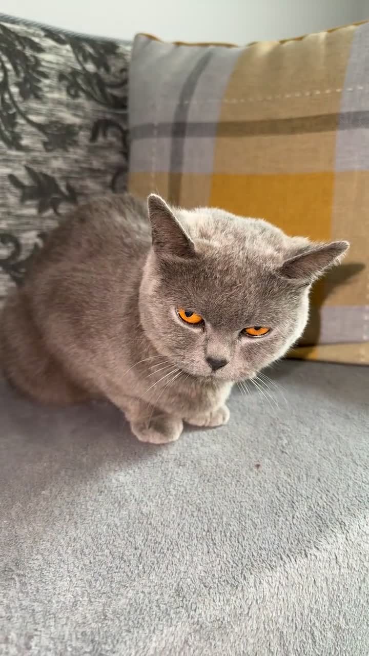 British Shorthair cats for sale: Female British shorthair - Video 1