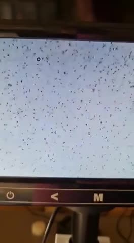 Cocker Spaniel dogs for stud: KC Reg Show Cocker Spaniel- Extensively DNA tested in Warrington - Video 1