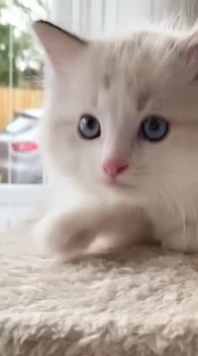 Ragdoll cats for sale: INDOOR TWO MALE GCCF REGISTERED RAGDOLL KITTENS - Video 5