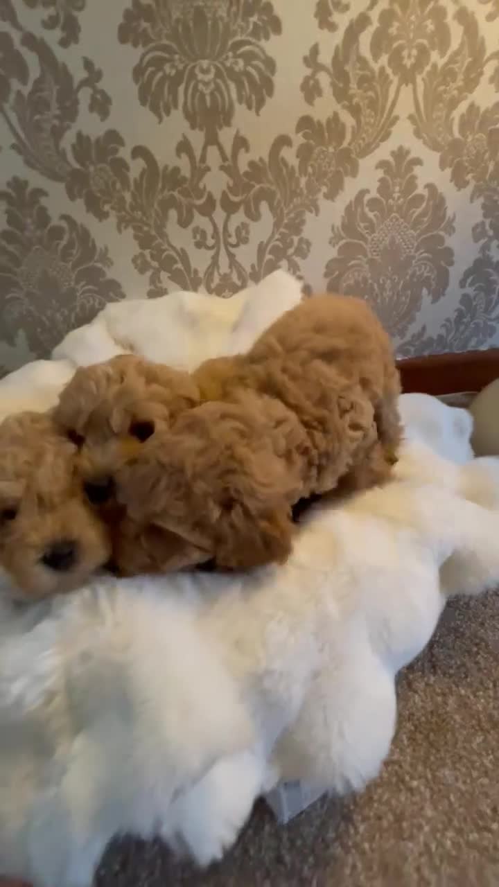 Cockapoo dogs for sale: Beautiful F1B in Porth - Video 1