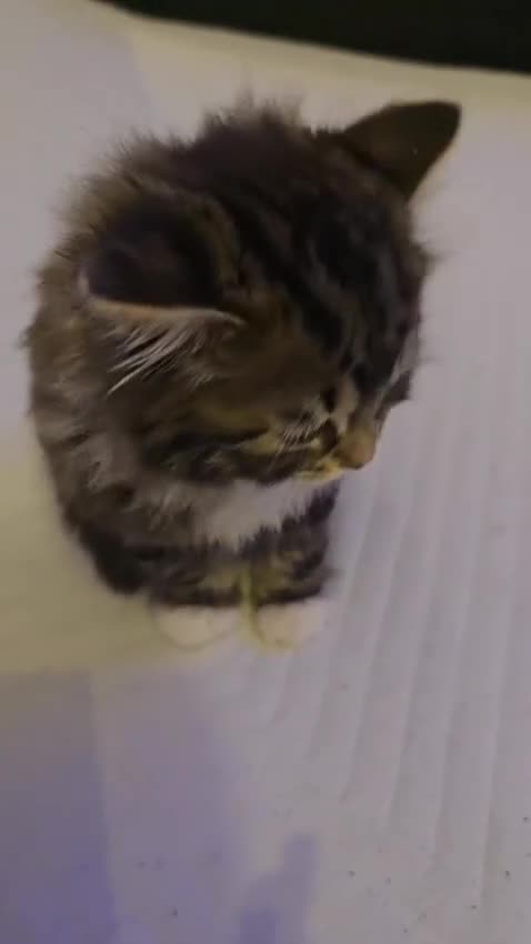 Maine Coon cats for sale: Adorable Maine Coon Kitten - Video 1