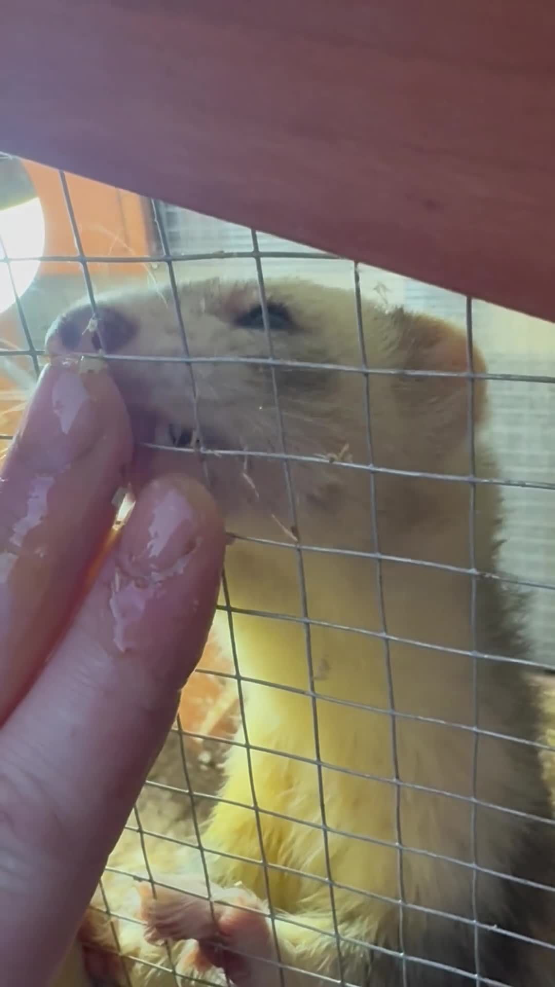 Ferret rodents for sale: Kits hit a and Jill’s  - Video 2