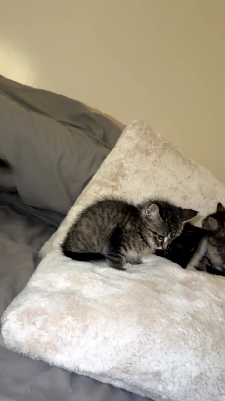 Ragdoll cats for sale: Tabby mixed with ragdoll for sale  - Video 1