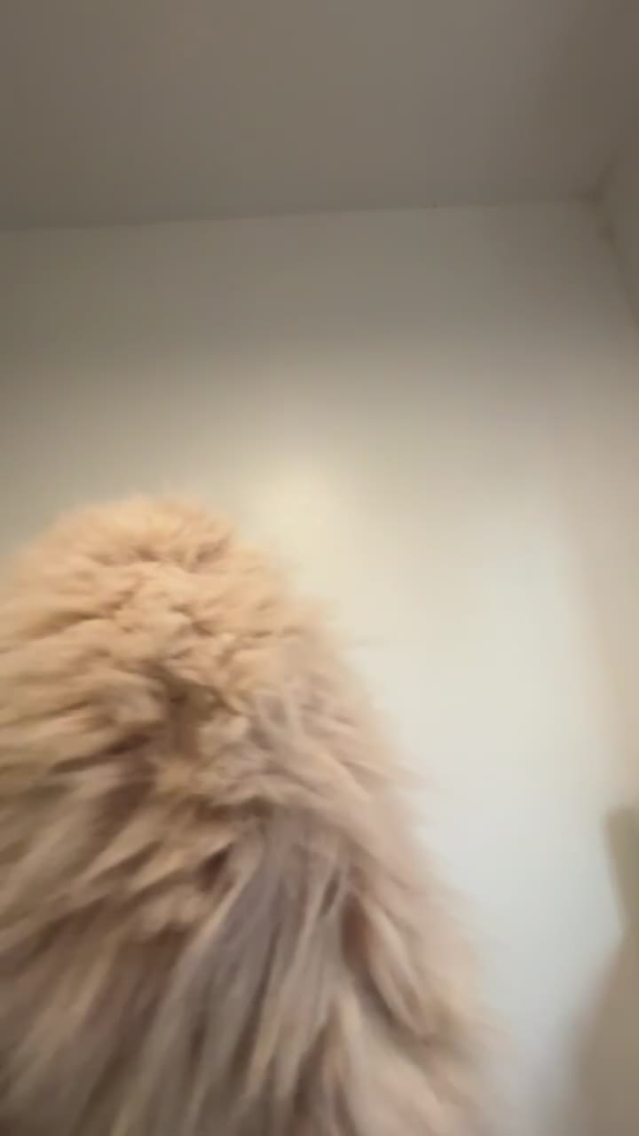 Persian cats for sale: Cleo and milly - Video 3