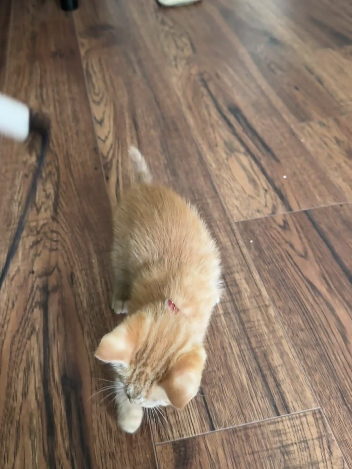 Mixed Breed cats for sale: Maine Coon X kittens ready to leave - Video 3