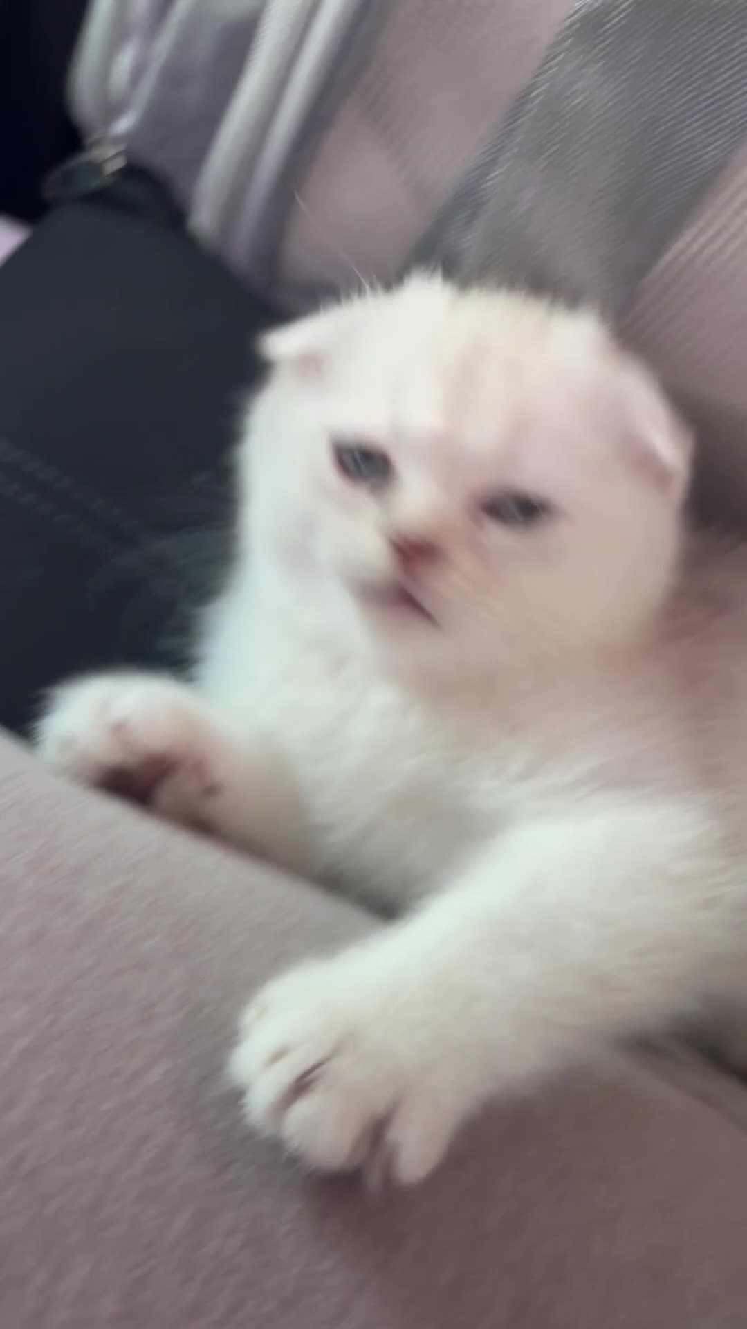 Scottish Fold cats for sale: Scottish Fold Kitten for Sale - Video 1