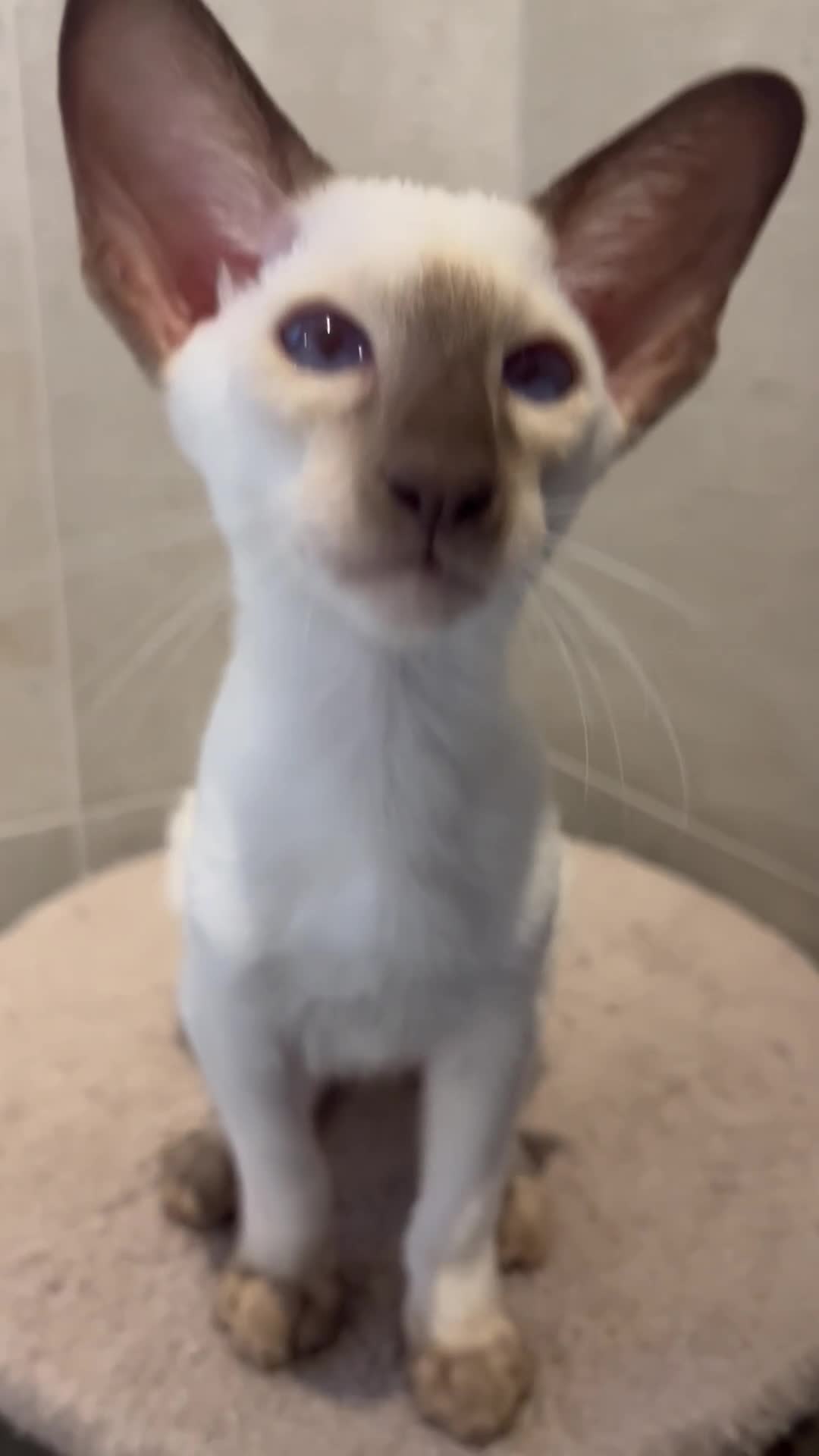 Siamese cats for sale: Outstanding pedigree Siamese Oriental kittens - Video 3