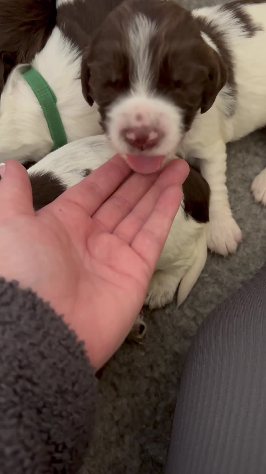 Sprocker dogs for sale: 7 Beautiful Sprocker Spaniel Puppies - Video 4