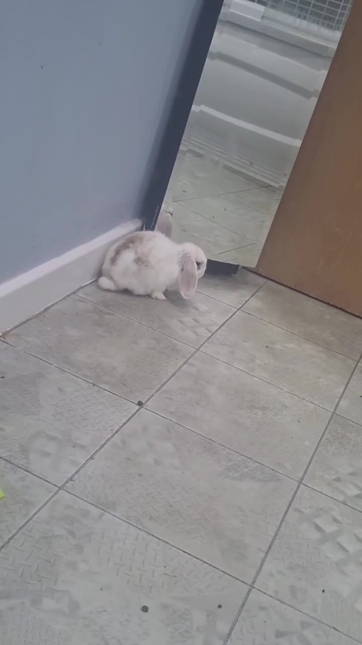 Mini Lop rabbits for sale: 5 beautiful mini lops, 3 boys, 2 girls - Video 2