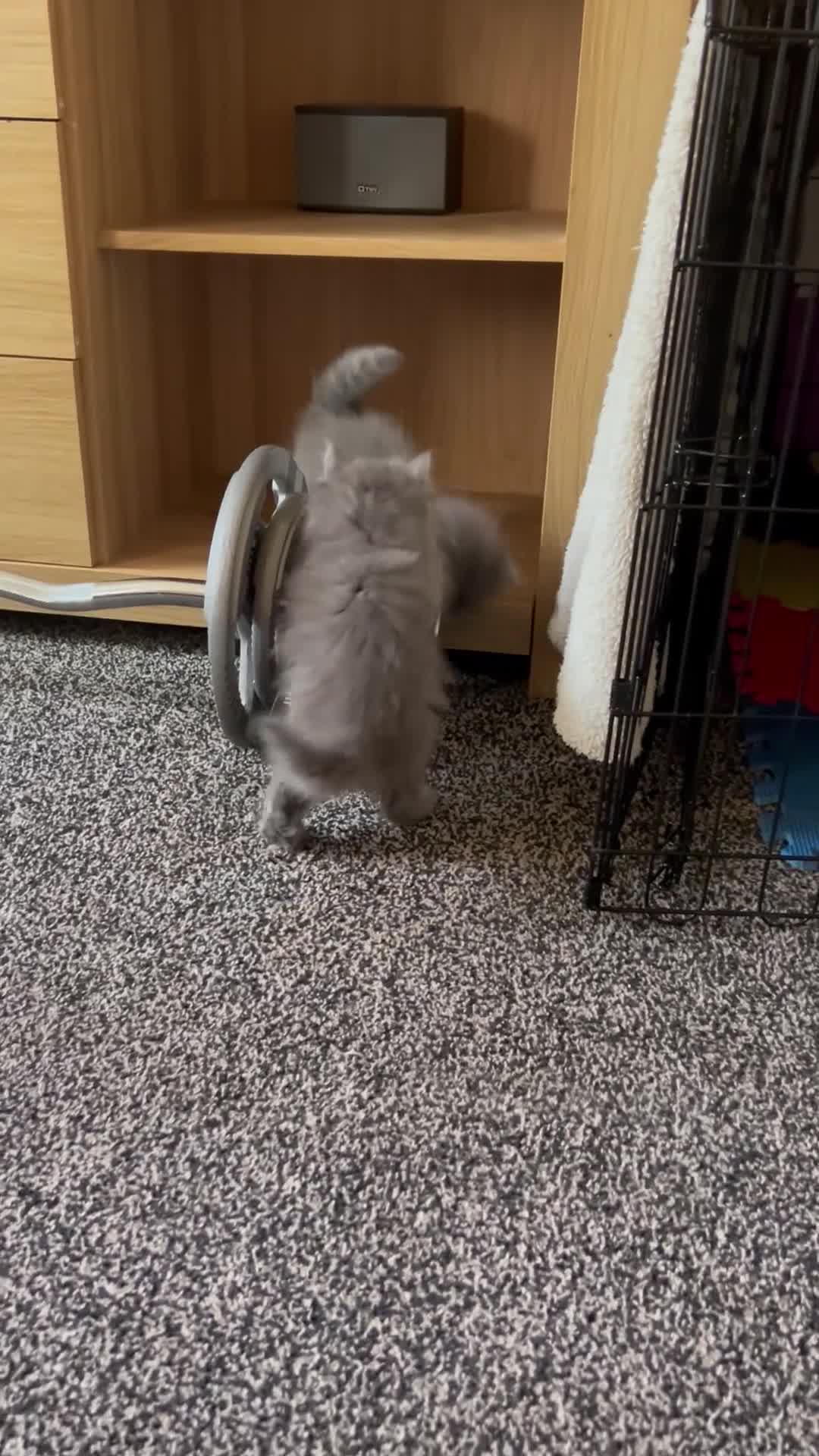 British Longhair cats for sale: Beautiful kittens  - Video 1