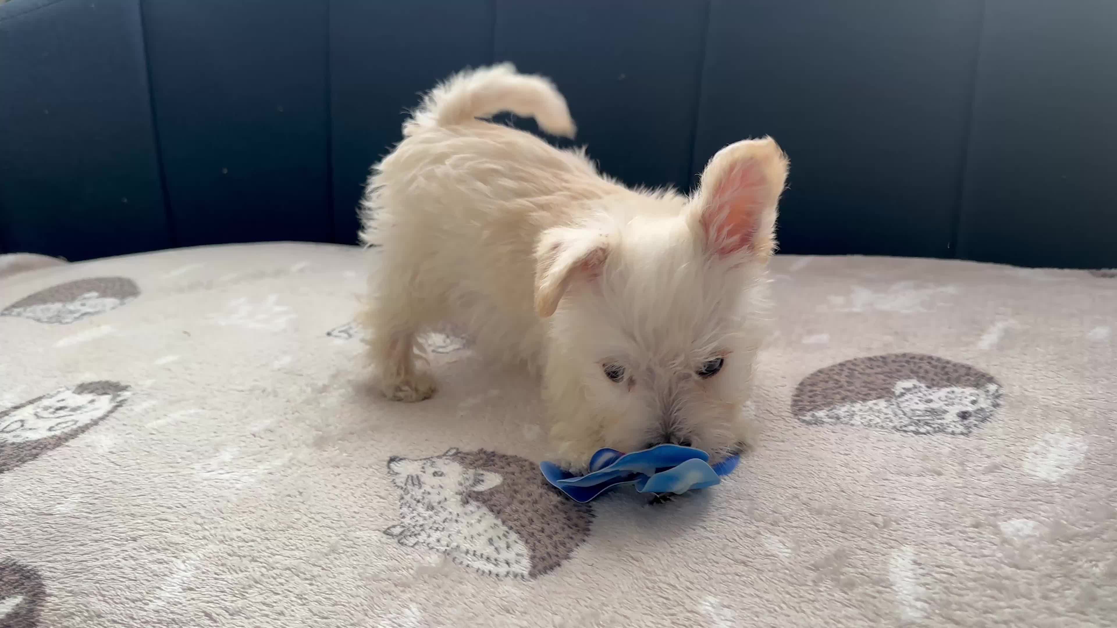Westiepoo dogs for sale: Westipoo 1 girl 1 boy  in Bolton - Video 1