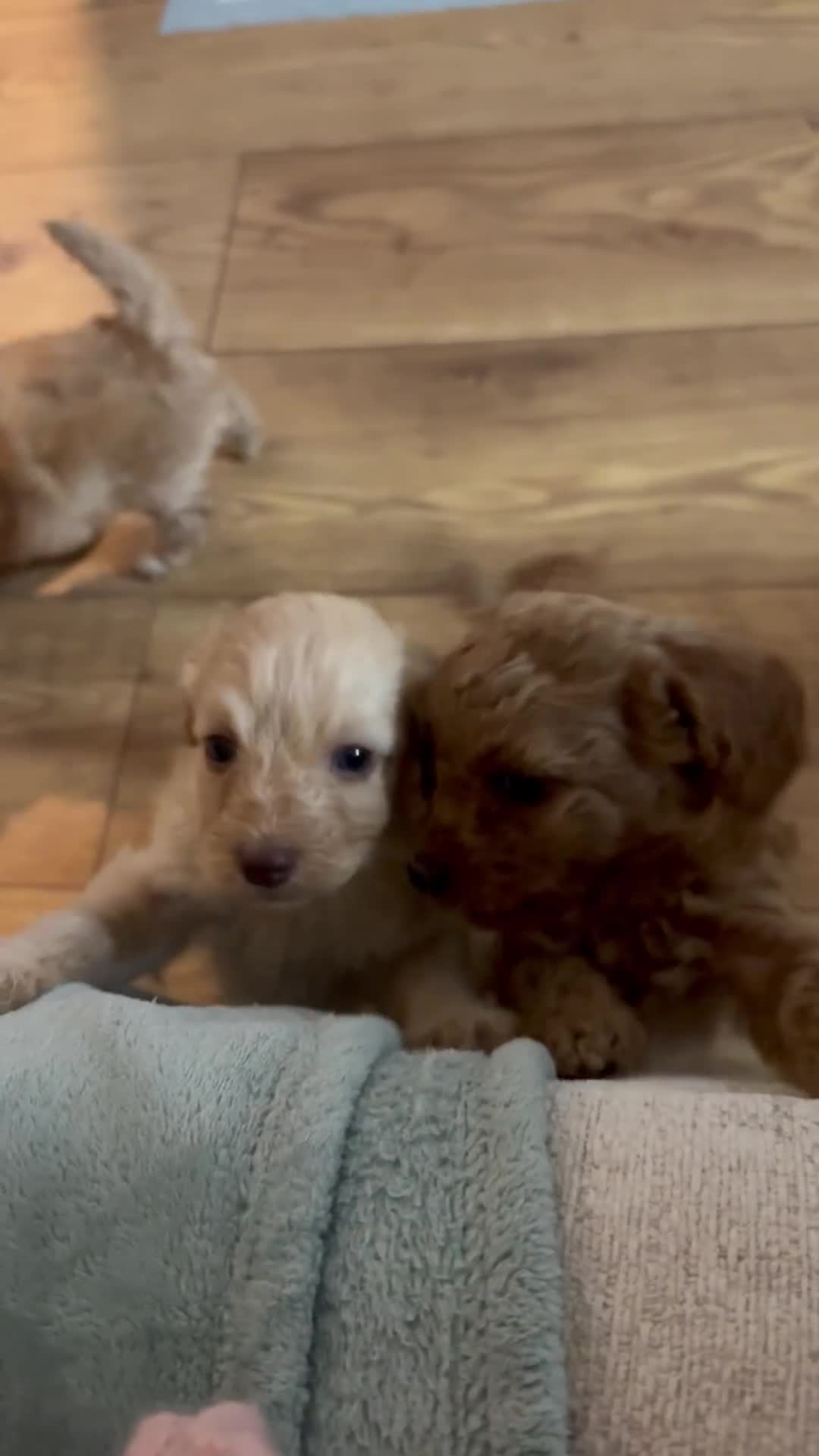 Cavapoo dogs for sale: Cavapoo puppies 1 male 1 female left - Video 1