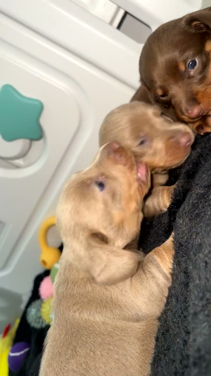 Dachshund dogs for sale: Gorgeous dachshund pups available for reservation - Video 1