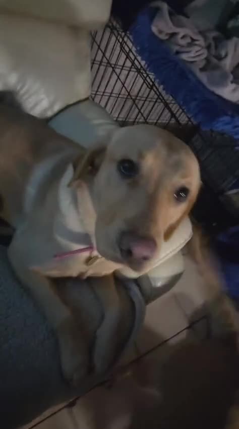 Labrador Retriever dogs for sale: Lovely Lab looking for Love - Video 2