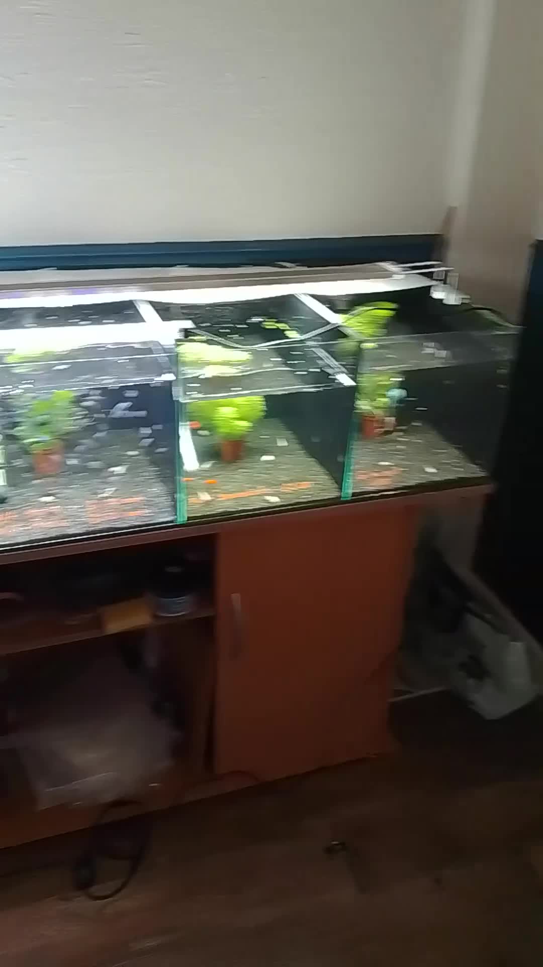 Live Bearers fish for sale: Quality Guppies, Platys, Swords, Mollies, Corys - Video 1