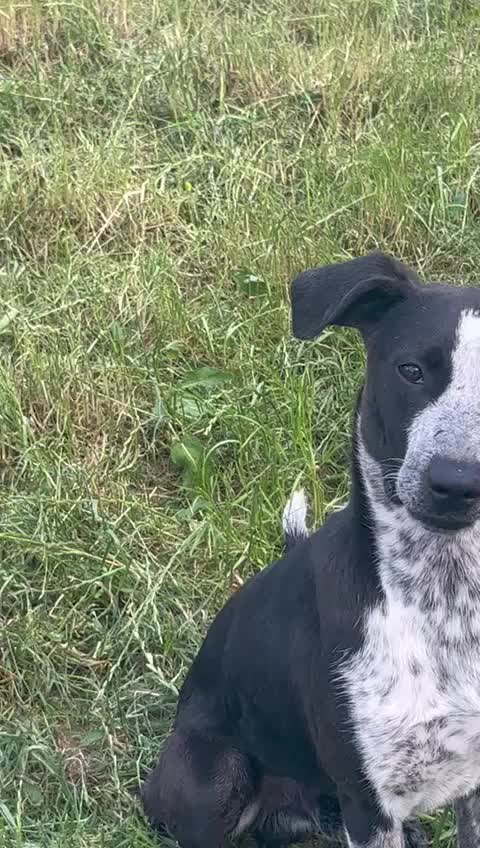 Mixed Breed dogs for adoption: TROOPER in Ashbourne - Video 3