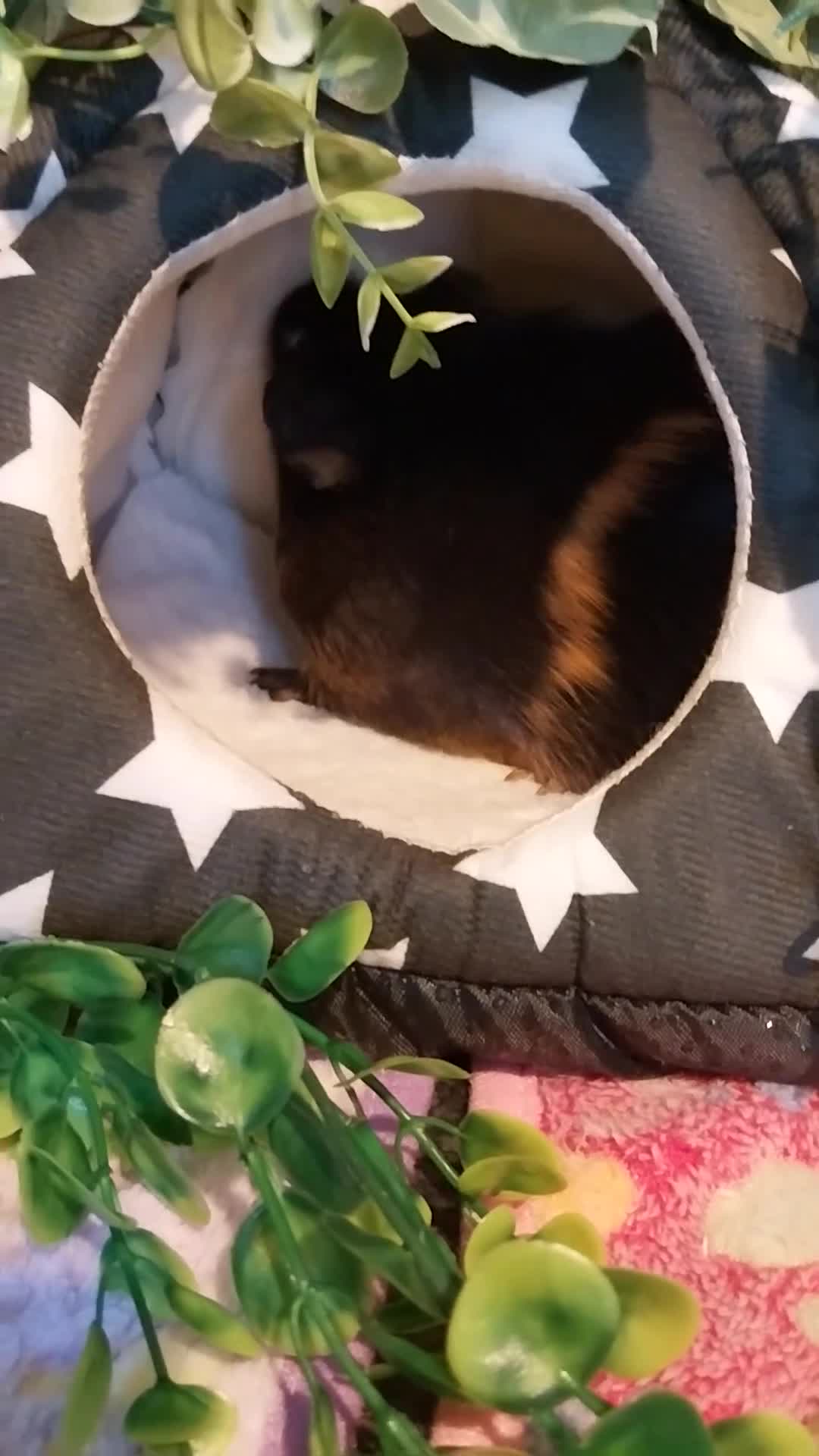 Guinea Pig rodents for sale: Multiple Guinea Pigs for sale - Video 2