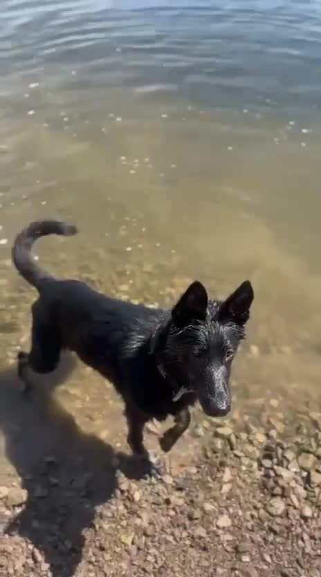 German Shepherd dogs for sale: Exceptional German Shepherd | KC Registered  - Video 1