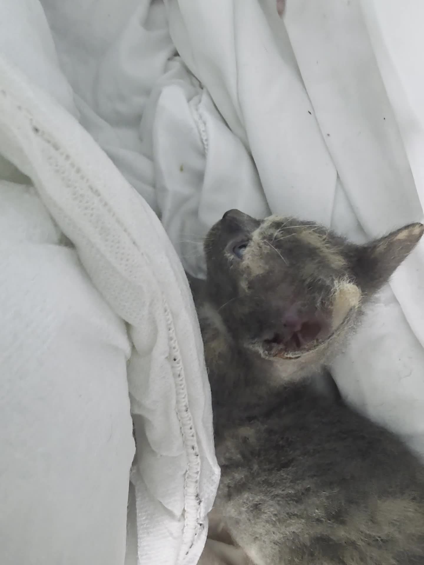 Sphynx cats for sale: Adorable Grey Female Sphynx x Devon Rex Elf Mix  - Video 5