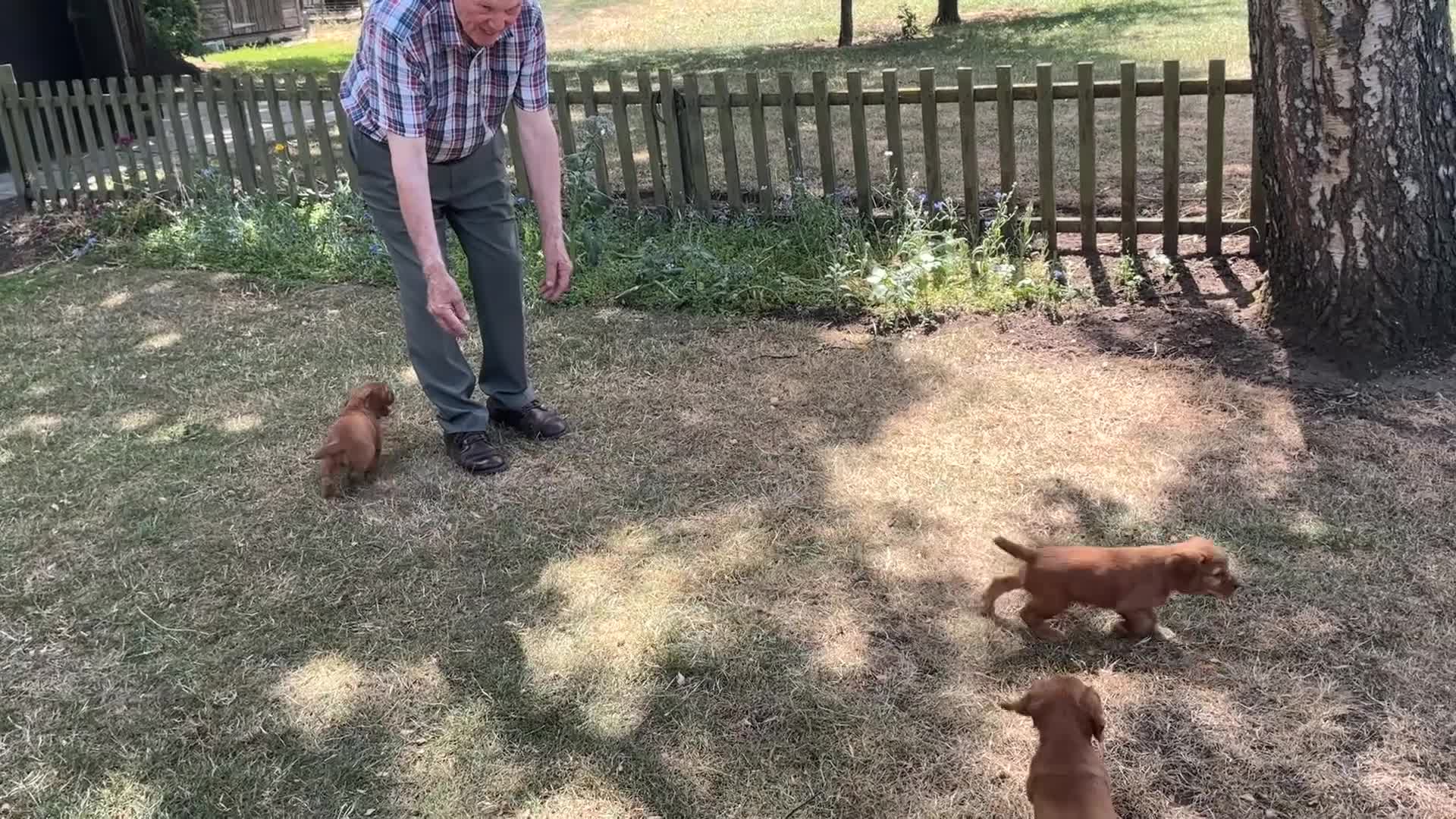 Cocker Spaniel dogs for sale: 2 beautiful cocker spaniel bitches - Video 1