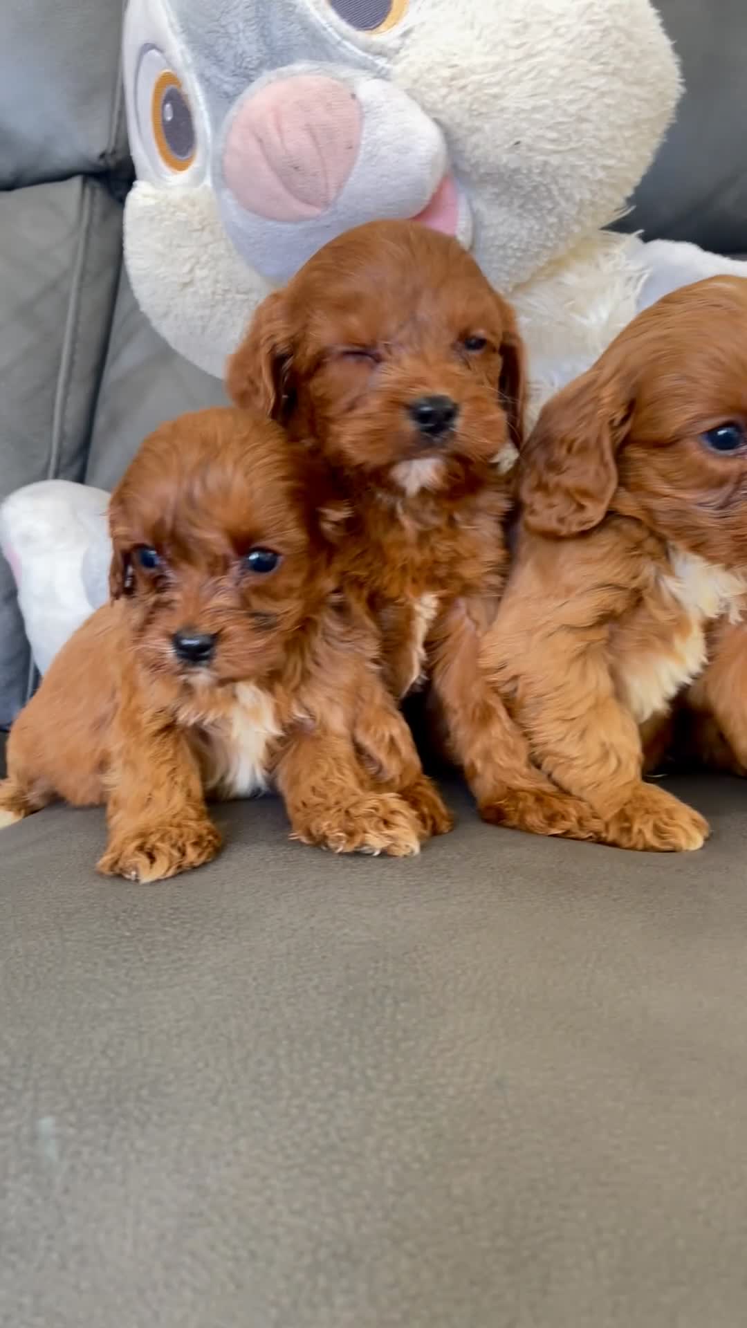 Cavapoo dogs for sale: 🐶Stunning miniature Fox red Cavapoos 🐶 - Video 1
