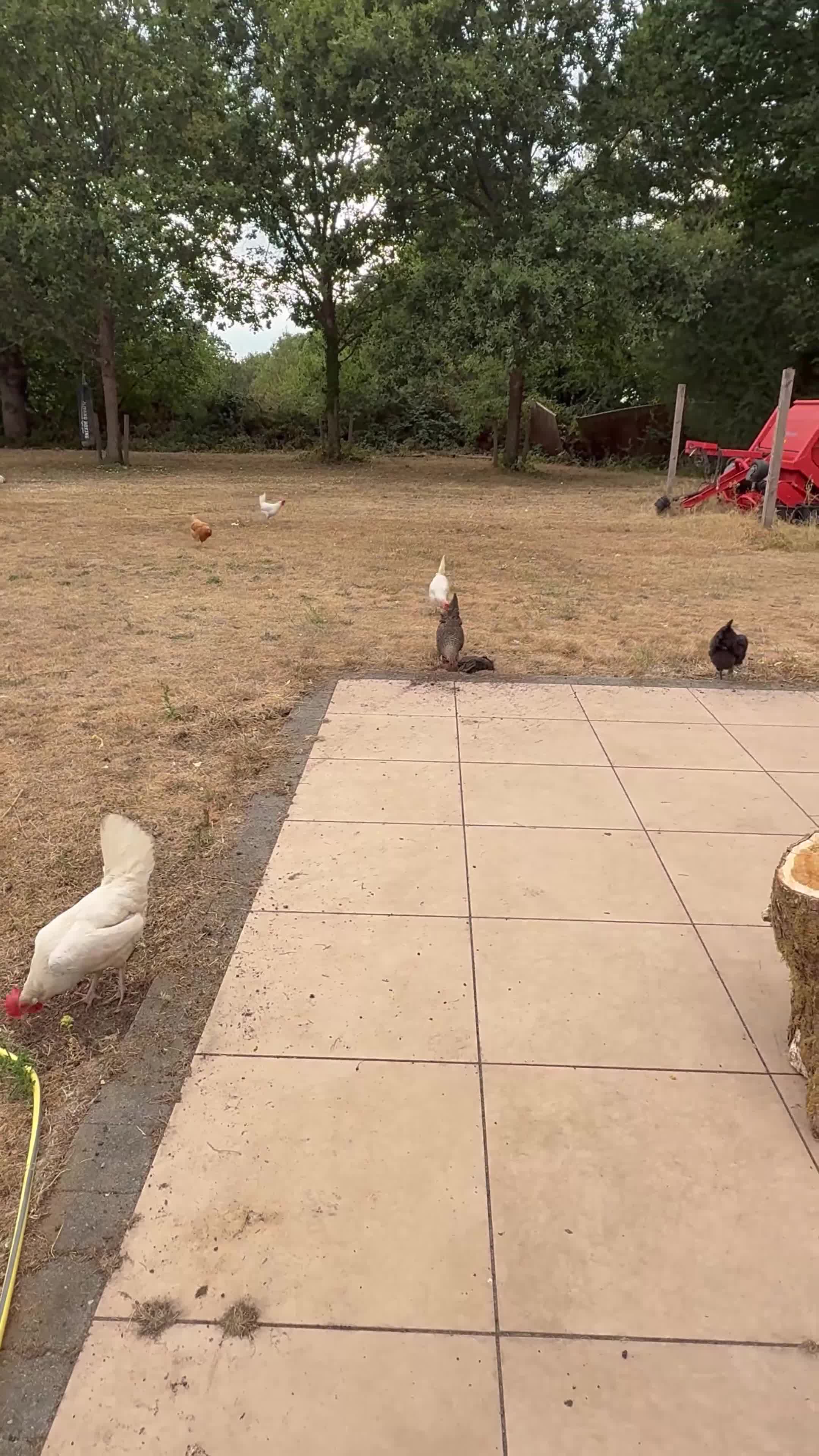 Chickens poultry for sale: Chickens for sale  in Tadworth - Video 2