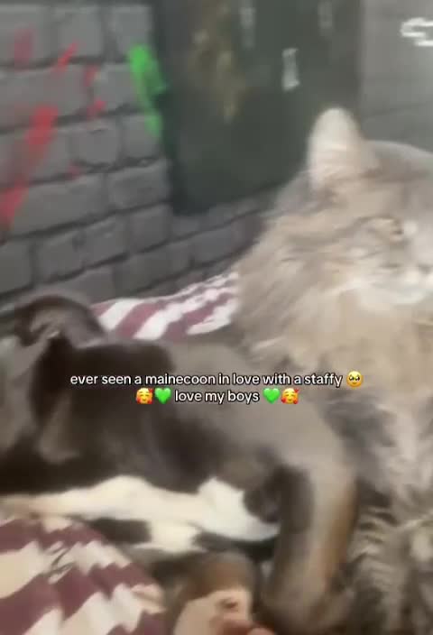 Maine Coon cats for sale: Blue Mainecoon male looking for his forever home  in Sheffield - Video 1